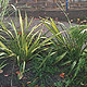 Planting design for a shady garden